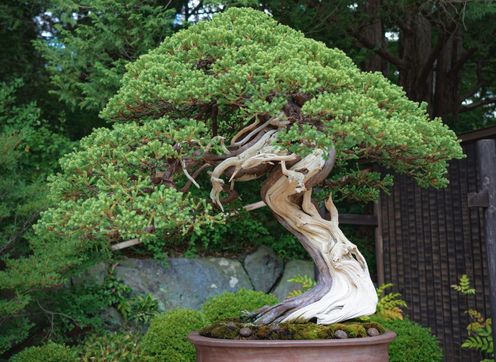 Plymouth Bonsai Society